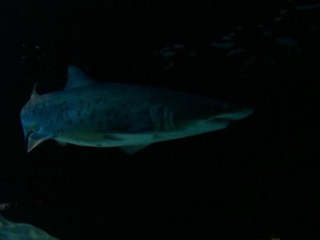 Shark